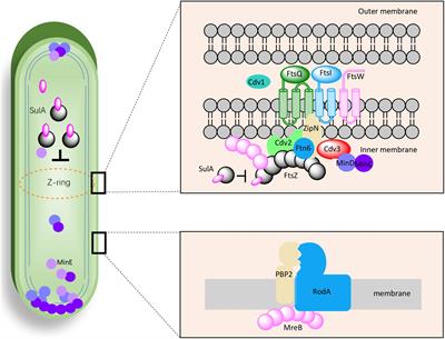 Systematic Identification of Target Genes for Cellular Morphology Engineering in Synechococcus elongatus PCC7942